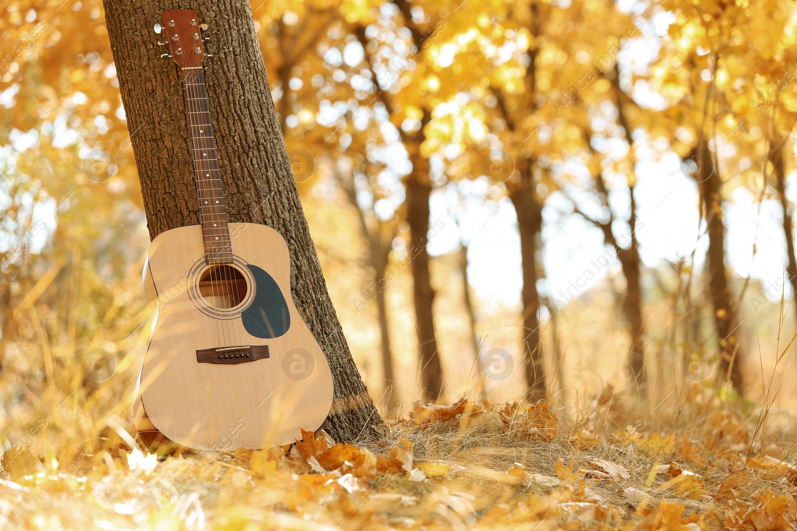 Photo of Modern acoustic guitar in park on sunny day