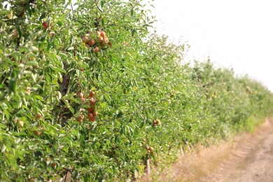 Beautiful view of apple orchard on sunny day