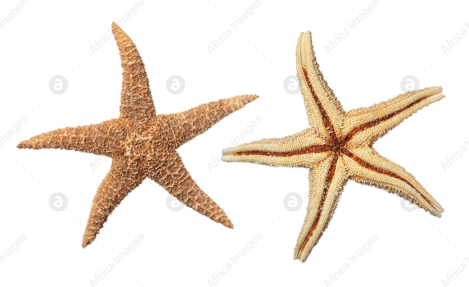 Image of Beautiful sea stars on white background, collage