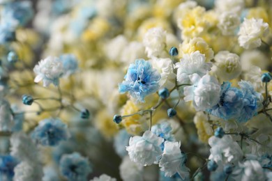 Many beautiful dyed gypsophila flowers, closeup view