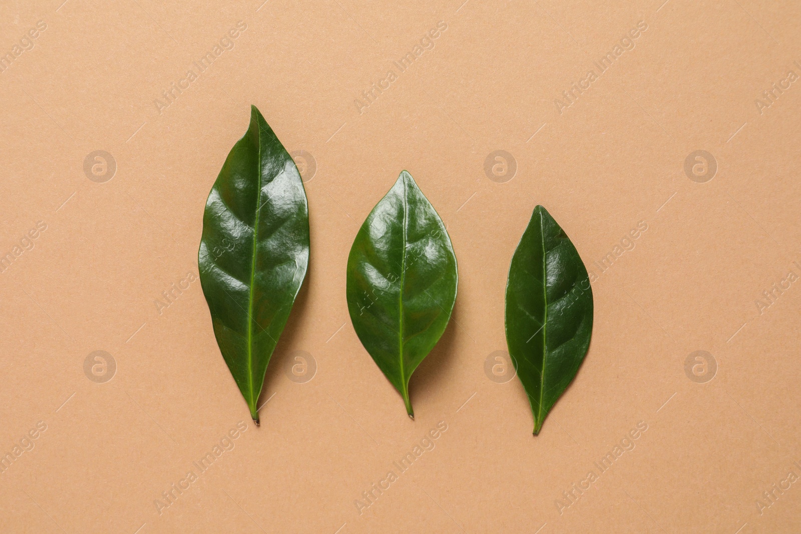 Photo of Fresh green coffee leaves on light orange background, flat lay