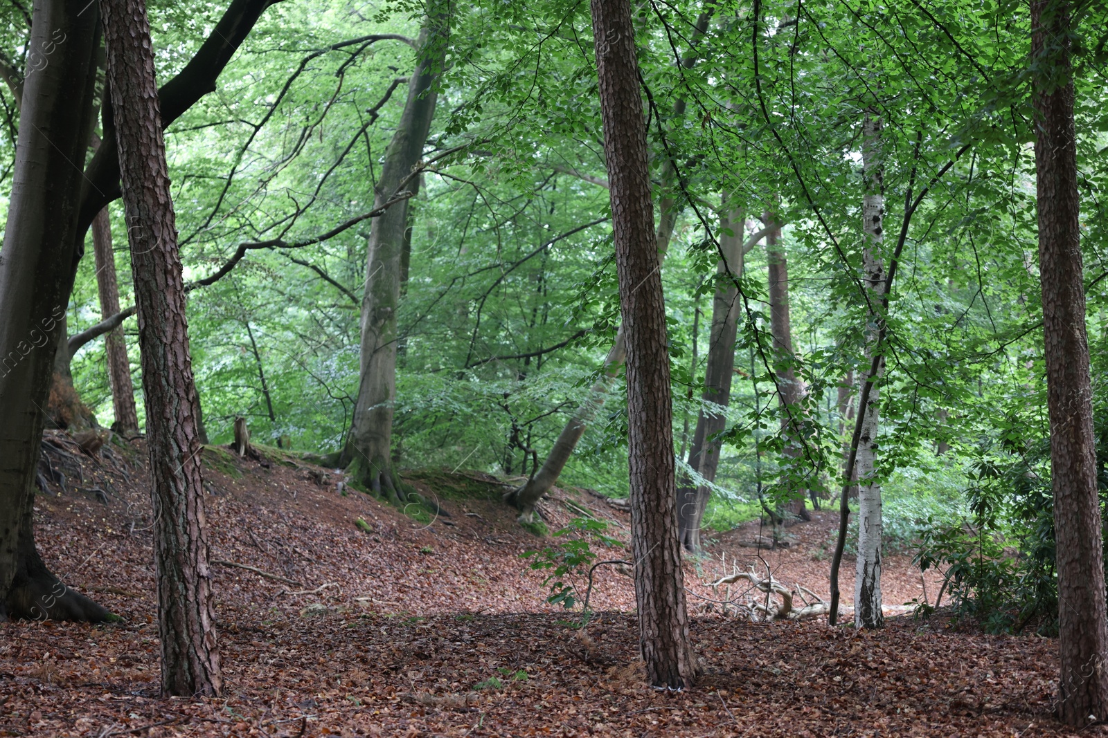 Photo of Beautiful view of forest with many different green trees