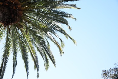 Beautiful palm tree with green leaves against clear sky, low angle view. Space for text