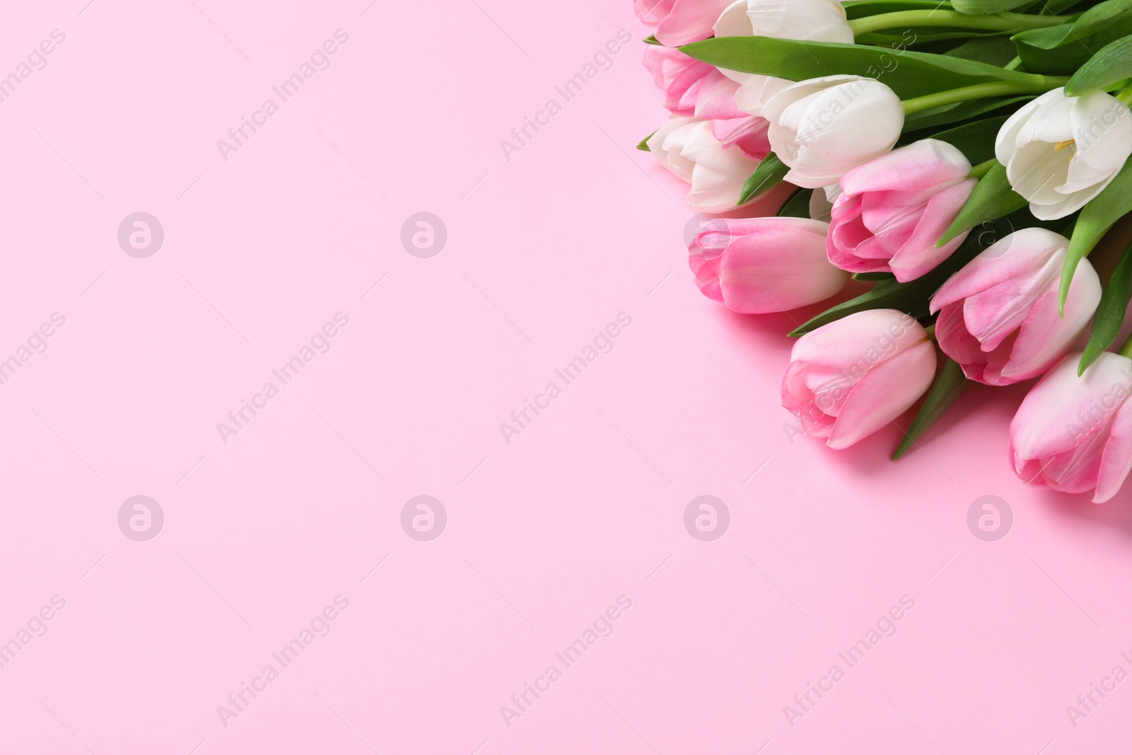 Photo of Beautiful spring tulips on pink background, flat lay. Space for text