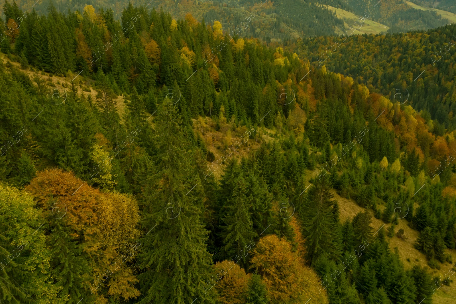 Image of Aerial view of beautiful mountain forest on autumn day