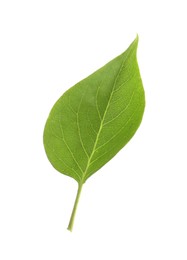 Photo of One green lilac leaf isolated on white