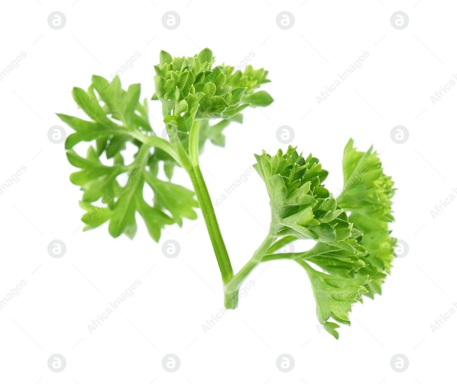 Photo of Fresh green organic parsley on white background