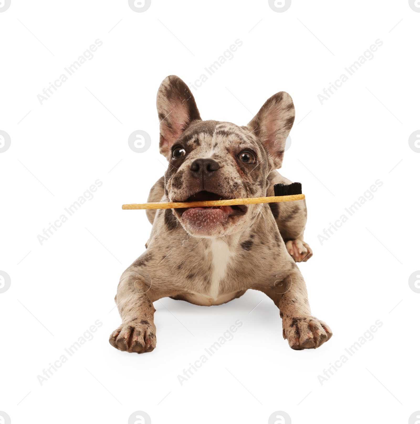 Photo of Cute French Bulldog with toothbrush on white background