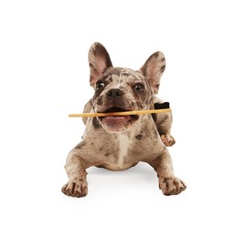 Photo of Cute French Bulldog with toothbrush on white background