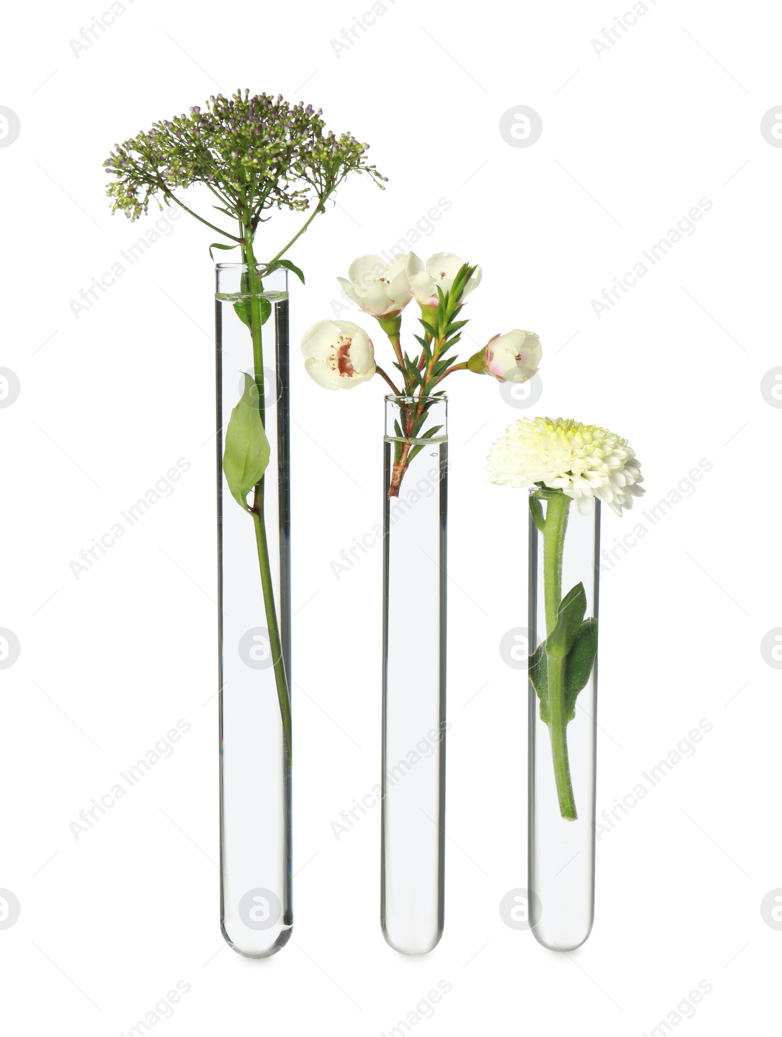 Photo of Different plants in test tubes on white background