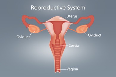 Illustration of Illustration of female reproductive system on light grey background