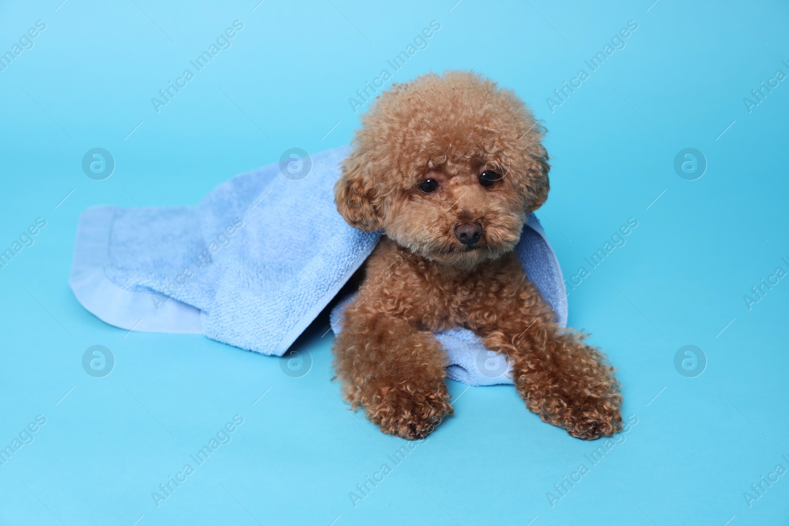 Photo of Cute Maltipoo dog wrapped in towel on light blue background