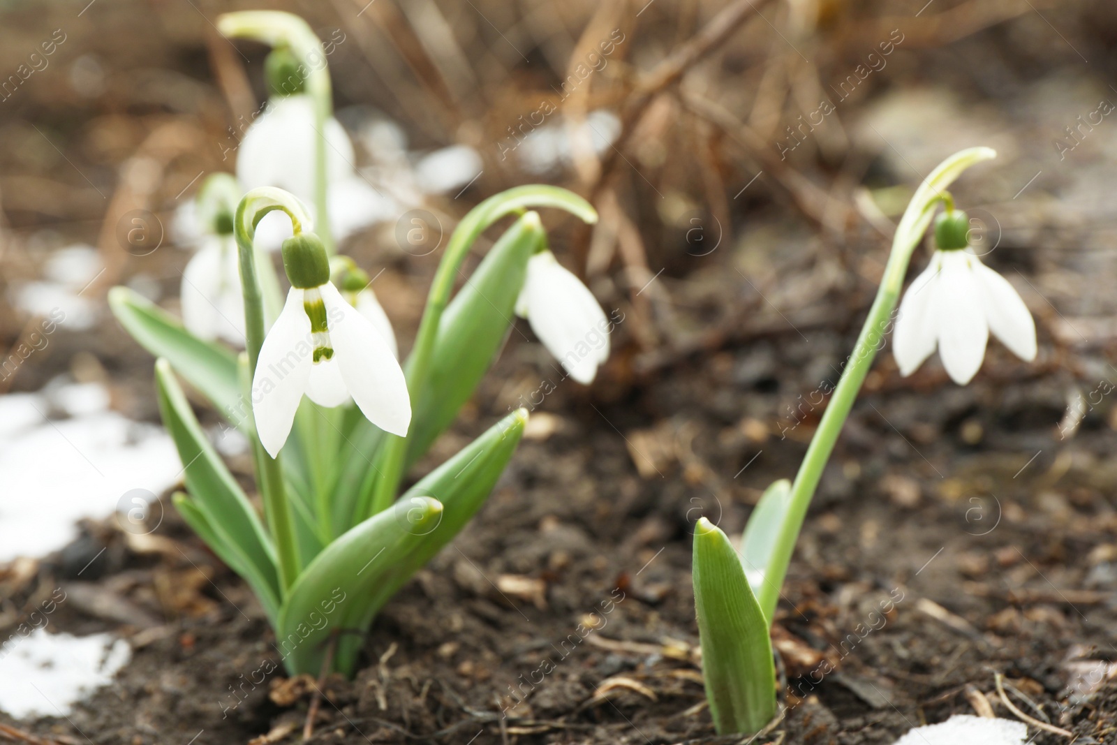 Photo of Beautiful blooming snowdrops growing outdoors, space for text. Spring flowers