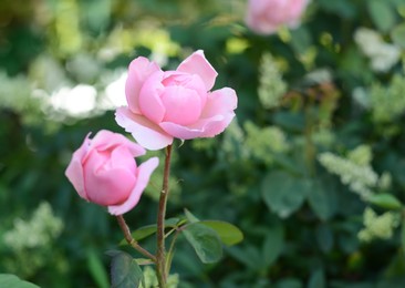 Photo of Beautiful blooming rose bush outdoors, closeup. Space for text