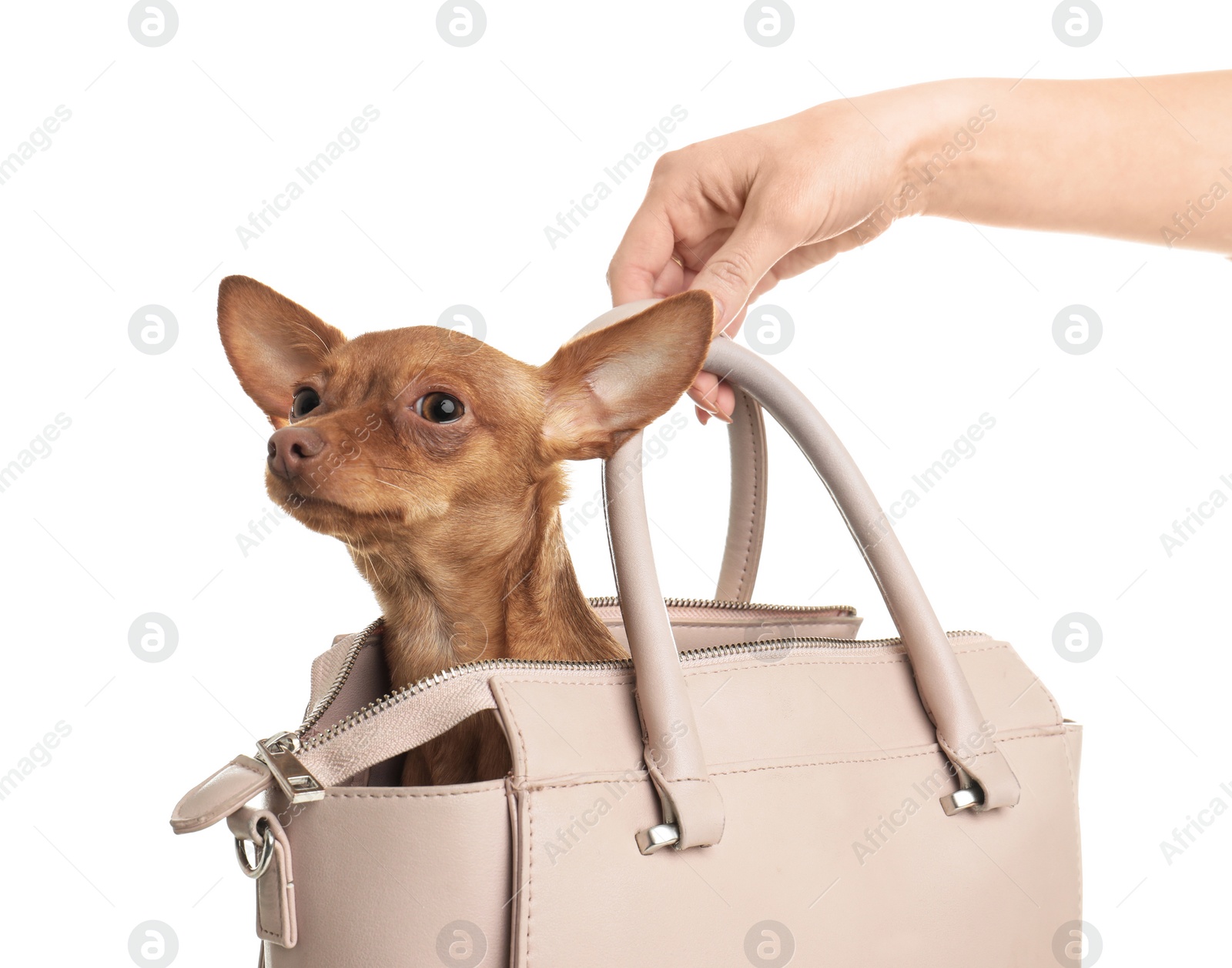 Photo of Cute toy terrier in female handbag isolated on white. Domestic dog