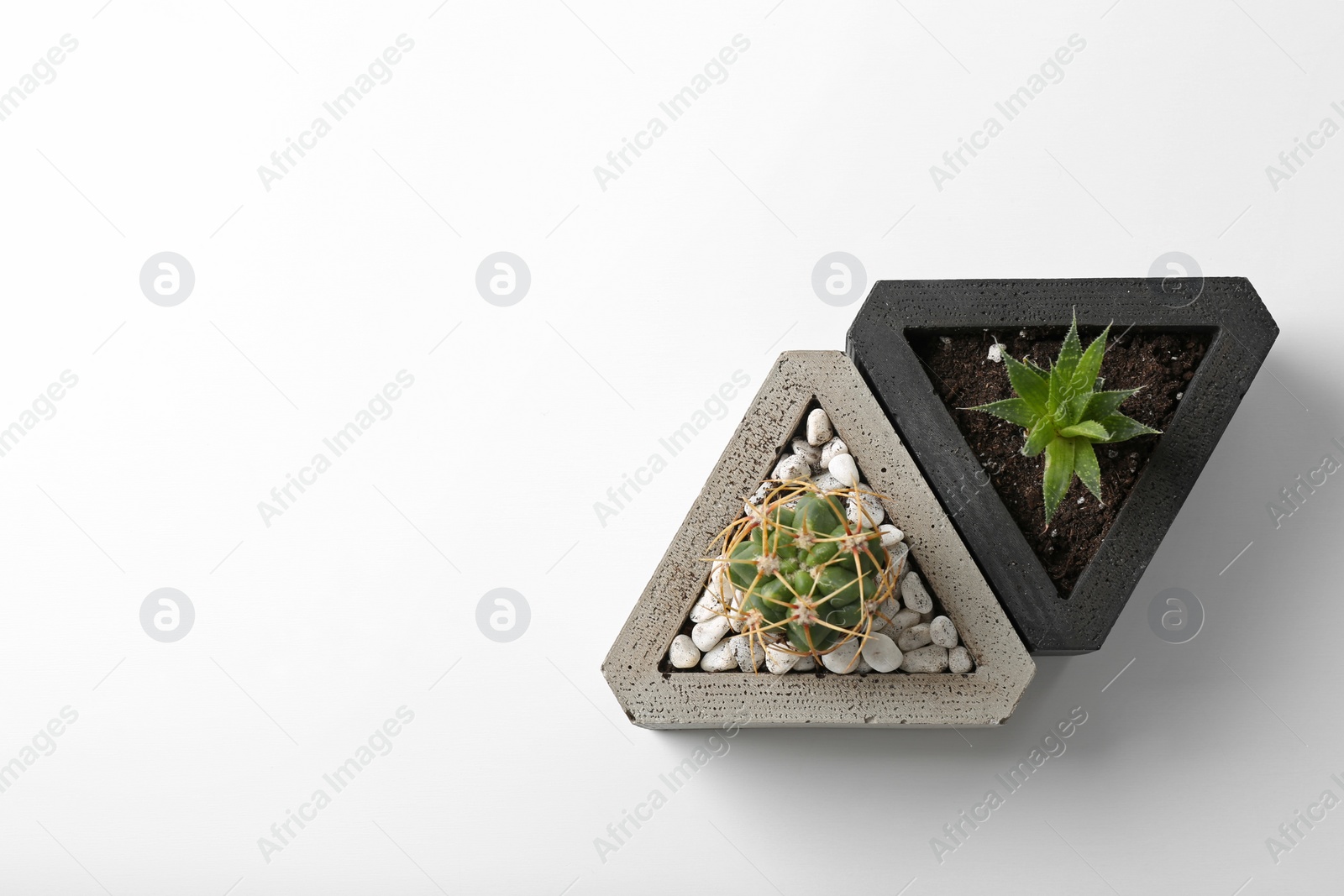 Photo of Different beautiful succulent plants isolated on white, top view
