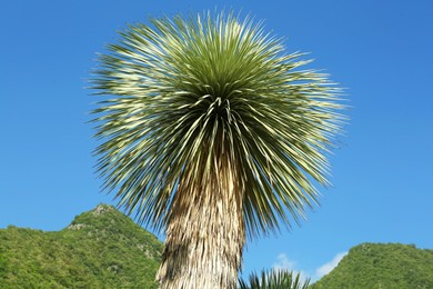 Beautiful palm tree with green leaves against mountains and blue sky, low angle view