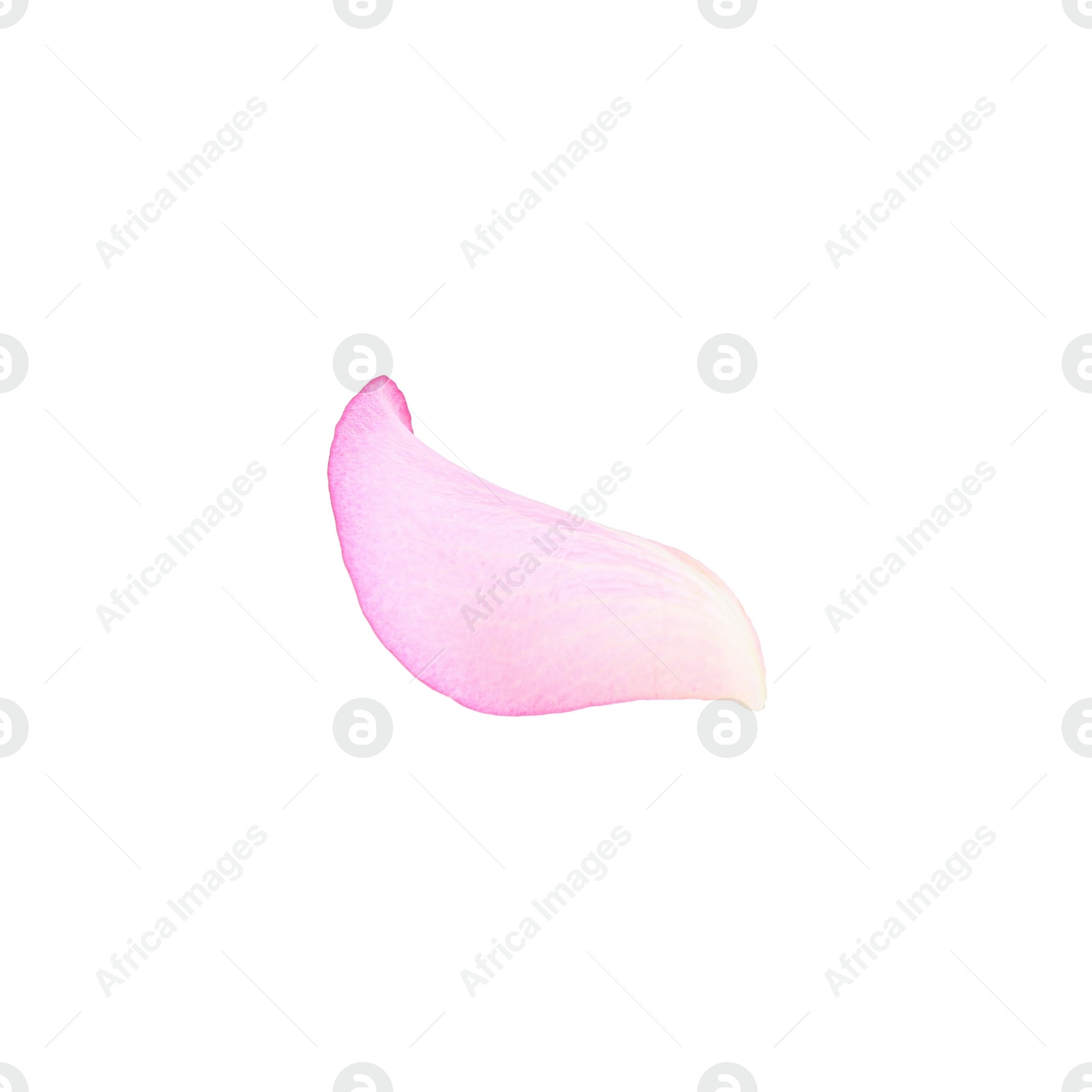 Photo of Tender pink rose petal isolated on white