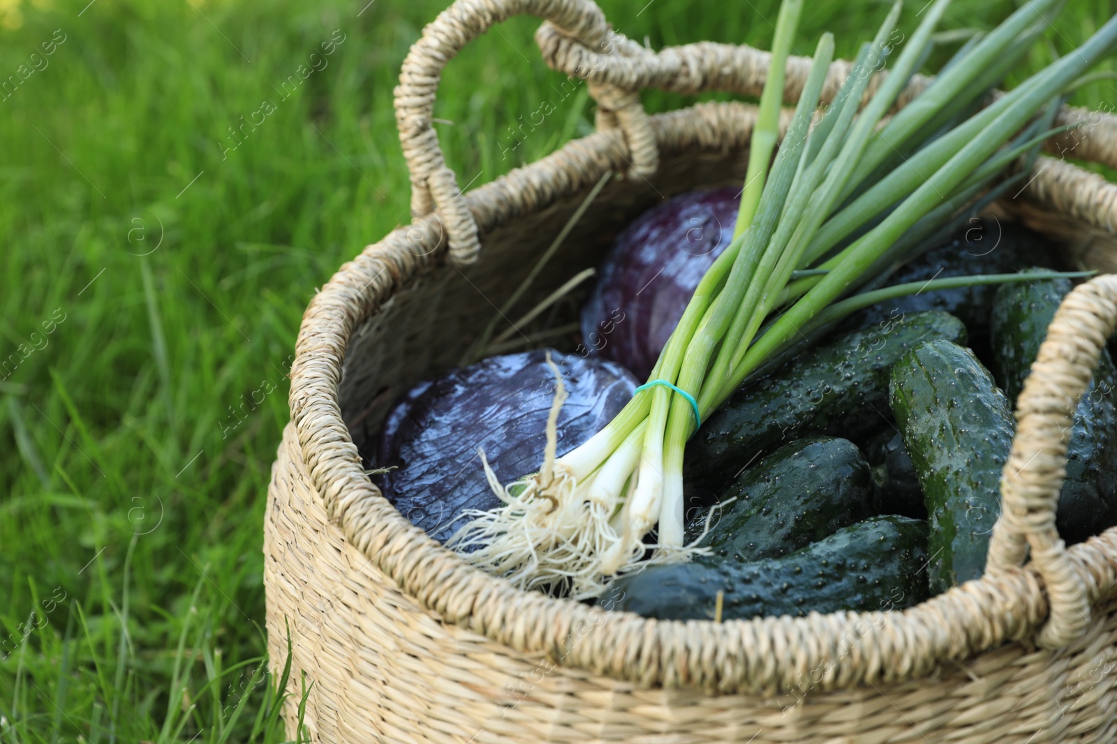 Photo of Tasty vegetables in wicker basket on green grass, closeup