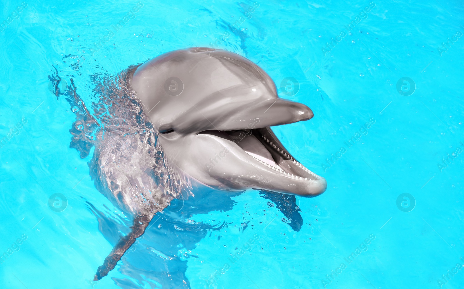 Photo of Dolphin swimming in pool at marine mammal park