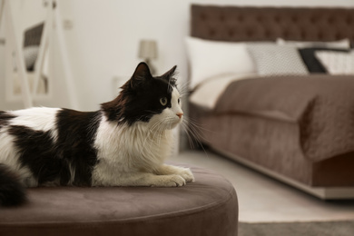 Photo of Cute fluffy cat on ottoman indoors. Modern bedroom interior