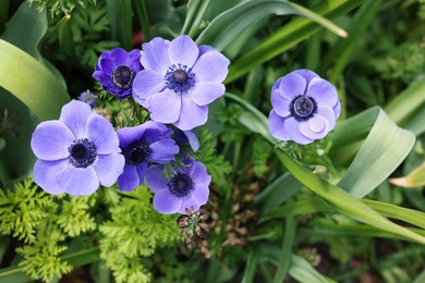 Photo of Beautiful blue anemone flowers growing outdoors, top view. Spring season