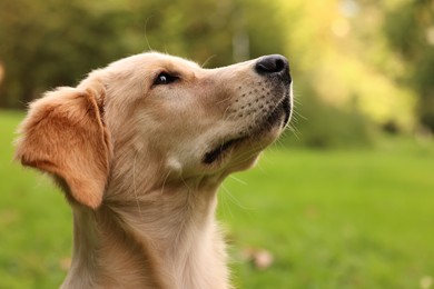 Photo of Cute Labrador Retriever puppy in park, closeup