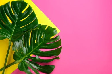 Beautiful monstera leaves on color background, flat lay with space for text. Tropical plant