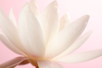 Beautiful blooming lotus flower on light pink background, closeup