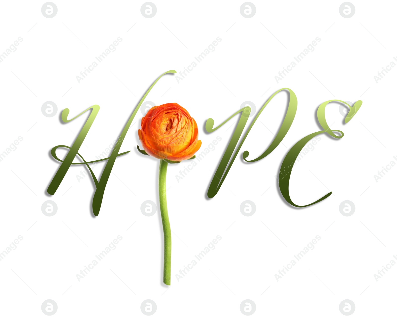 Image of Word HOPE made with letters and beautiful ranunculus on white background