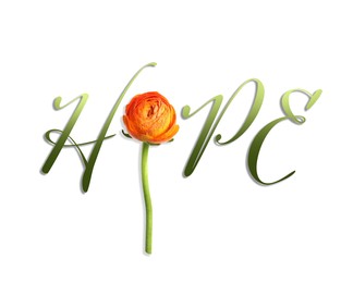 Image of Word HOPE made with letters and beautiful ranunculus on white background