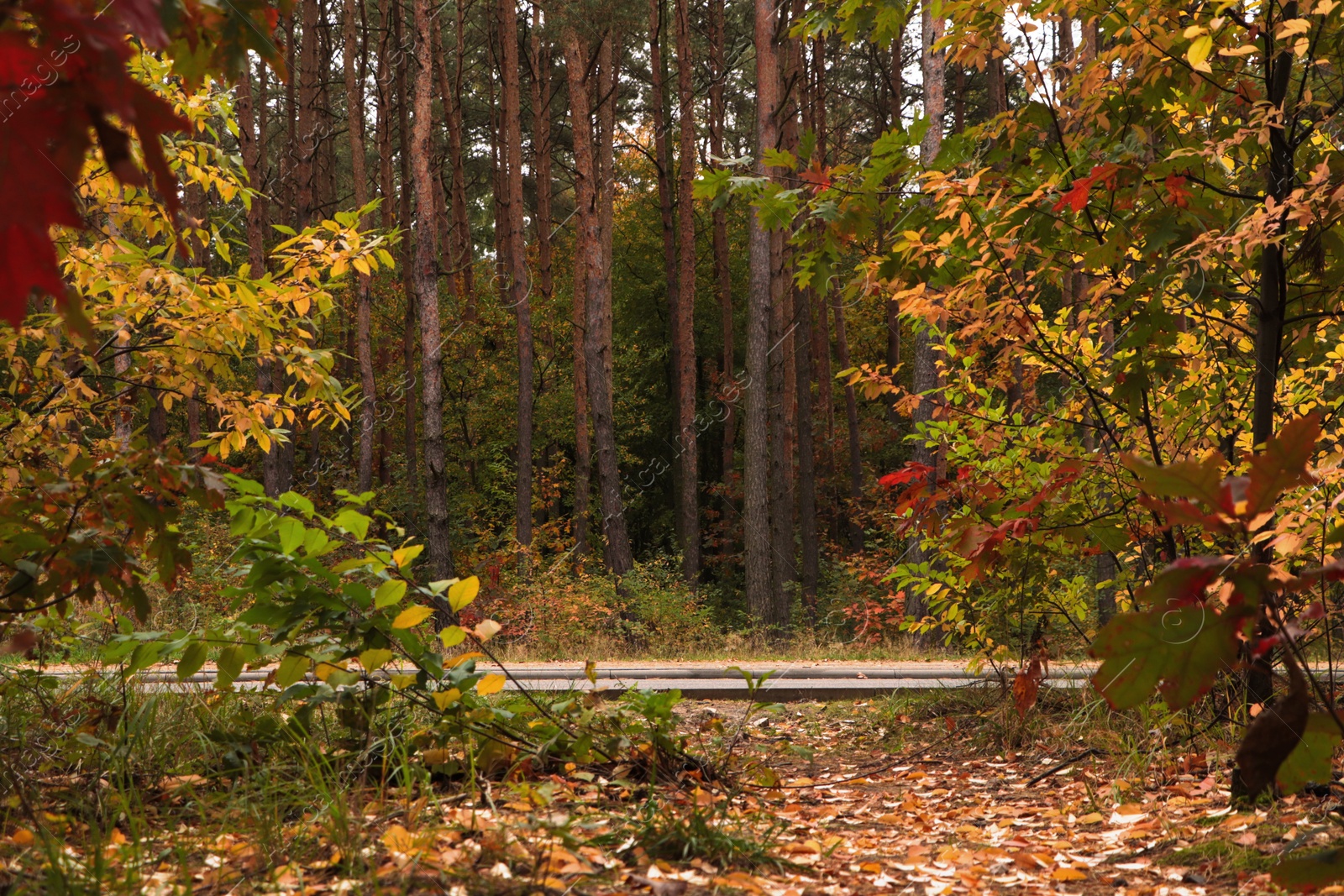 Photo of Beautiful trees with colorful leaves in forest. Autumn season