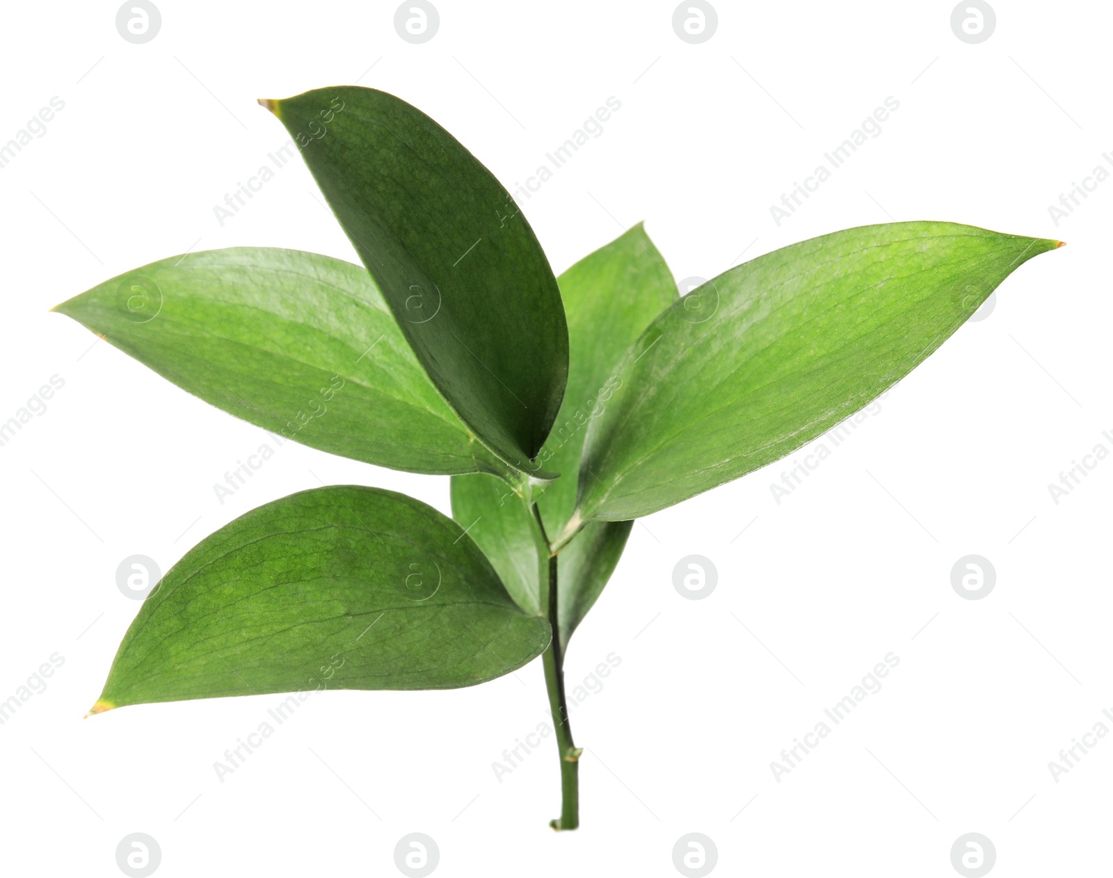 Photo of Ruscus branch with fresh green leaves on white background