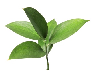 Ruscus branch with fresh green leaves on white background