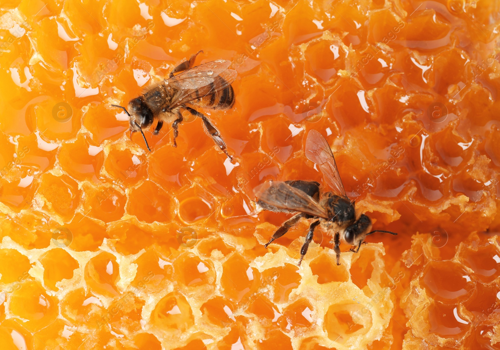 Photo of Beautiful bees on honeycomb, closeup. Domesticated insects