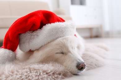 Cute dog with Christmas hat on floor at home