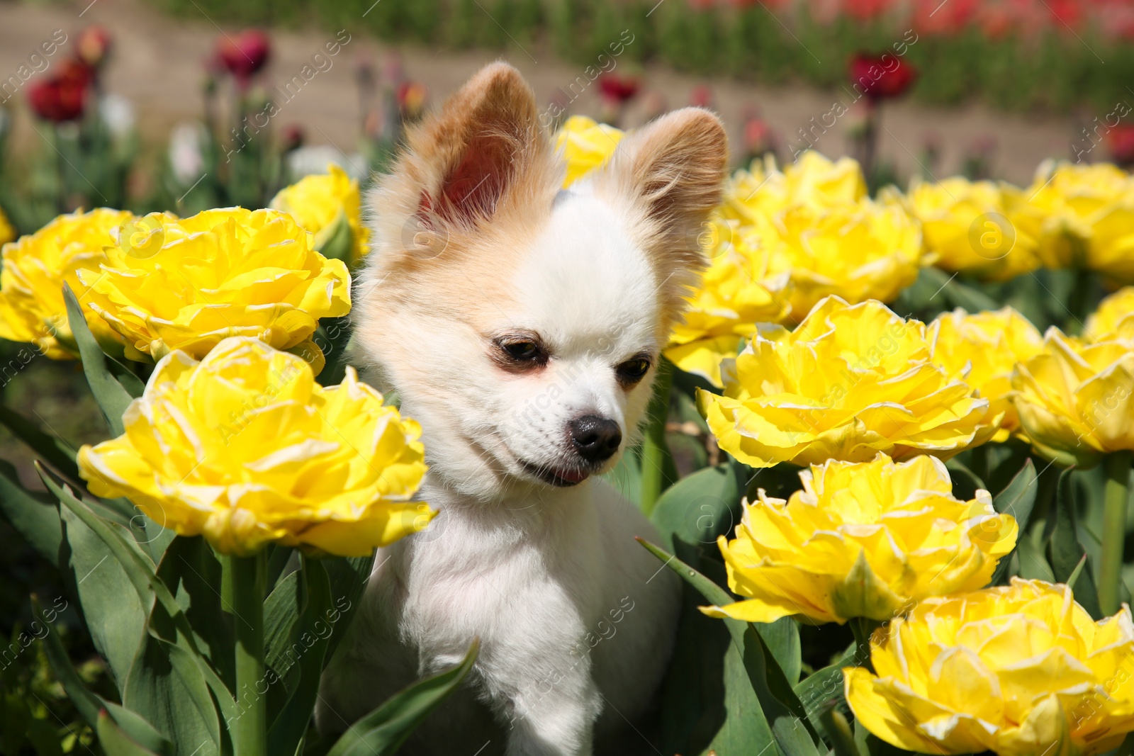 Photo of Cute Chihuahua dog among beautiful tulip flowers on sunny day