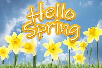Image of Hello Spring. Beautiful flowers outdoors on sunny day 
