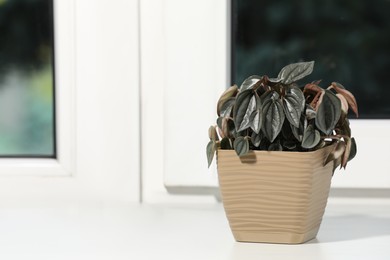 Photo of Beautiful potted houseplant on white window sill. Space for text