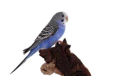 Photo of Beautiful parrot perched on wood against white background. Exotic pet