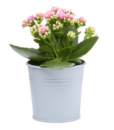 Photo of Kalanchoe flower in stylish pot isolated on white