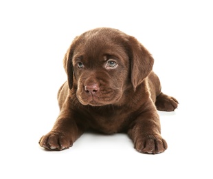 Photo of Chocolate Labrador Retriever puppy on white background