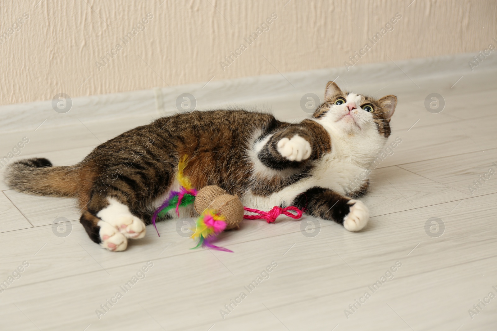 Photo of Cute cat playing with toy on floor at home. Lovely pet