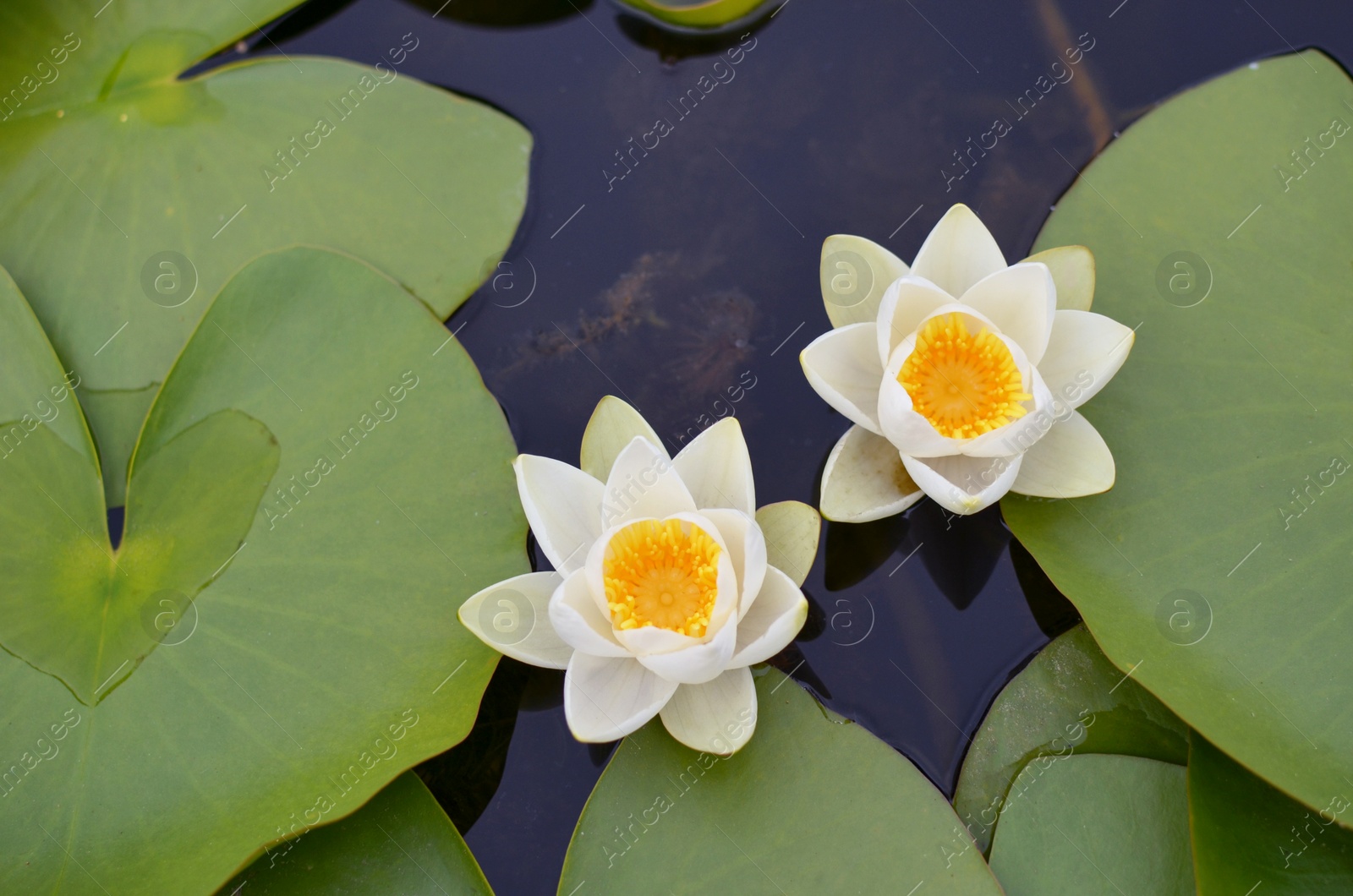 Photo of Beautiful water lily flowers and leaves in pond, above view