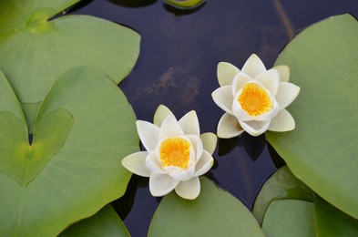 Beautiful water lily flowers and leaves in pond, above view