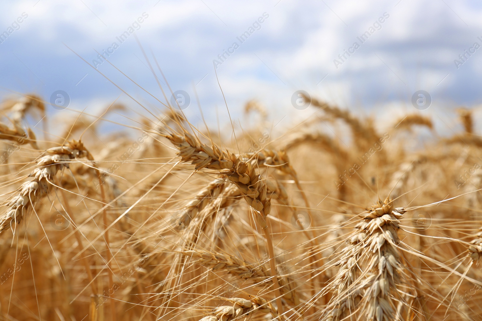 Photo of Ripe wheat spikes in agricultural field, closeup