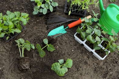 Young seedlings in ground, watering can, rake and shovel outdoors, above view
