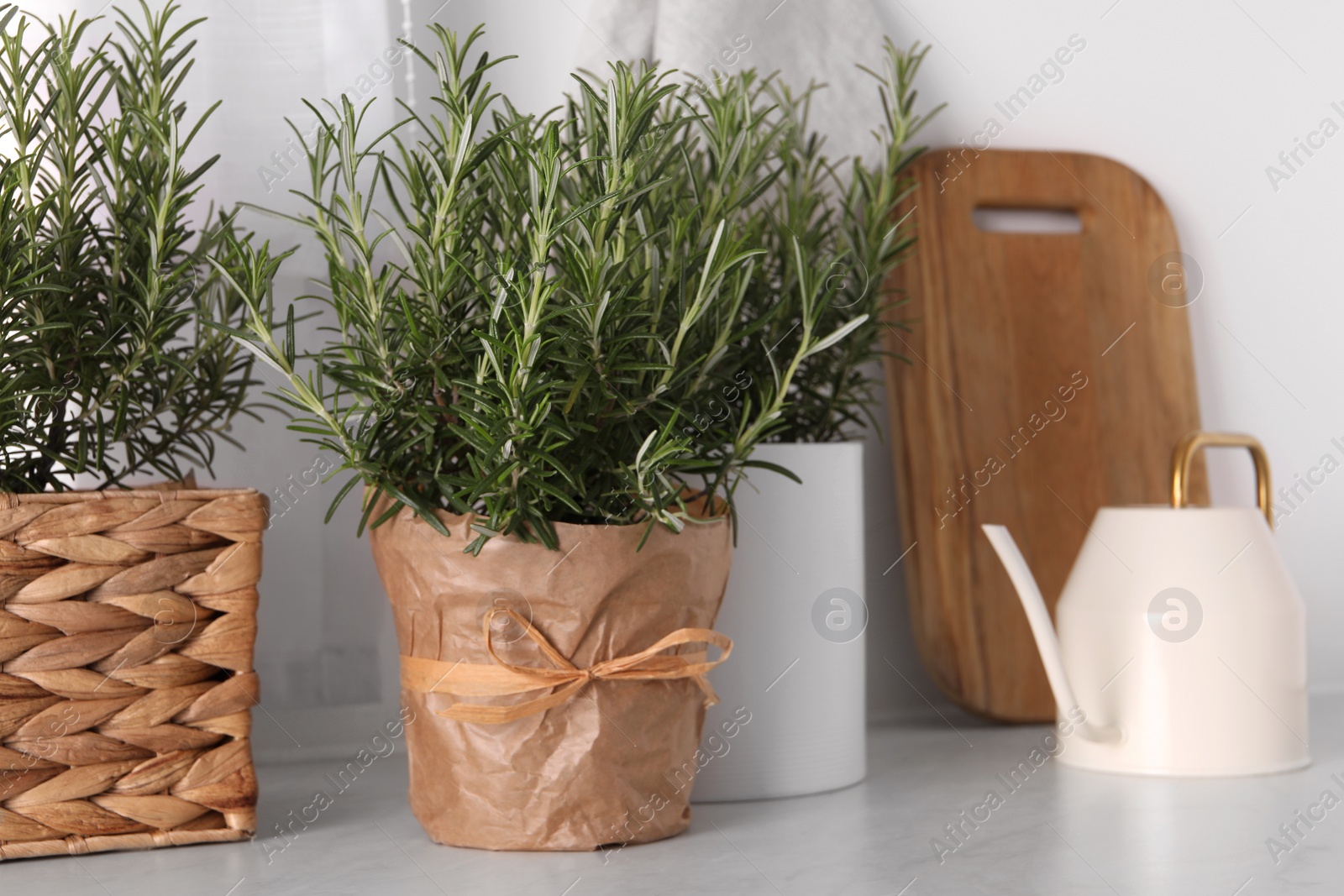 Photo of Aromatic green rosemary in pots and watering can on white table