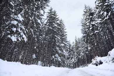 Picturesque view of snowy coniferous forest on winter day, low angle view