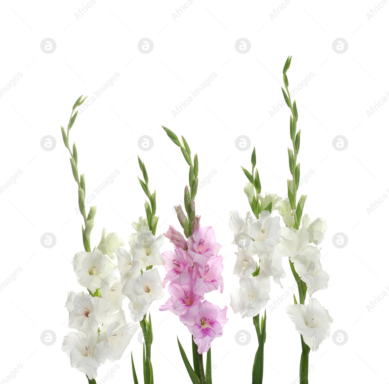 Photo of Beautiful color gladiolus flowers on white background